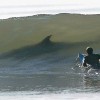 Surfen mit dem Hai