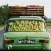 Fruchtauto