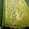 Haschisch Ernte