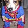 Der Superhund