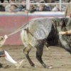 Torreador 
