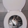 Katze auf der Toilette