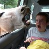 Er liebt Tiere