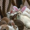 Die Katze sucht seine Platz auf der Welt