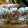 Kleine Igel