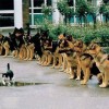 Mutige Katze