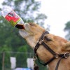 Always Coca-Cola