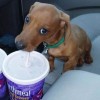 Ein Hund der Mineralwasser mag