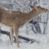 Ein Hirsch zerschlägt den Schneemann
