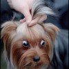 Was sieht der Hund?