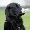 Hund und Badminton