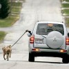 Mit dem Hund spatzieren gehen