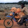 Geh weg du  Widder!