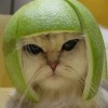 Zitrus Katze