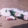 Katze - Saufbruder