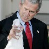 Bush würgt den Truthahn