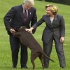 Was sucht der Hund?