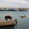 Das Wasser hat sie gerettet