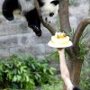 Pandas Geburtstag