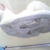Die Katze von unten
