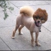 Moderne Hund