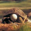 Er spielt GOlf