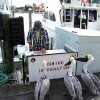 Fisch Information