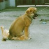 Wie Hund und Katze