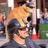Motorradfahrer - Katze