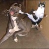 Ninja Katze