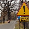 Achtung Baum!