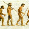 Männlicher Evolution