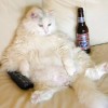 Wie der Herrchen so die Katze