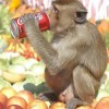 Jeder trinkt Coca-cola