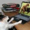Böse Hund