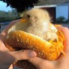 Frisches Essen