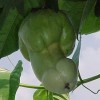 Männliche Paprika