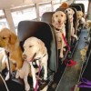 Bus für Hunde