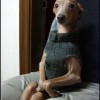 Stolzer Hund