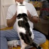 Katze